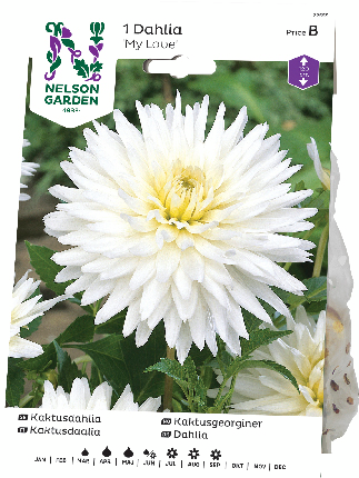 DAHLIAKNÖL NELSON GARDEN HÖG KAKTUS VIT, MY LOVE