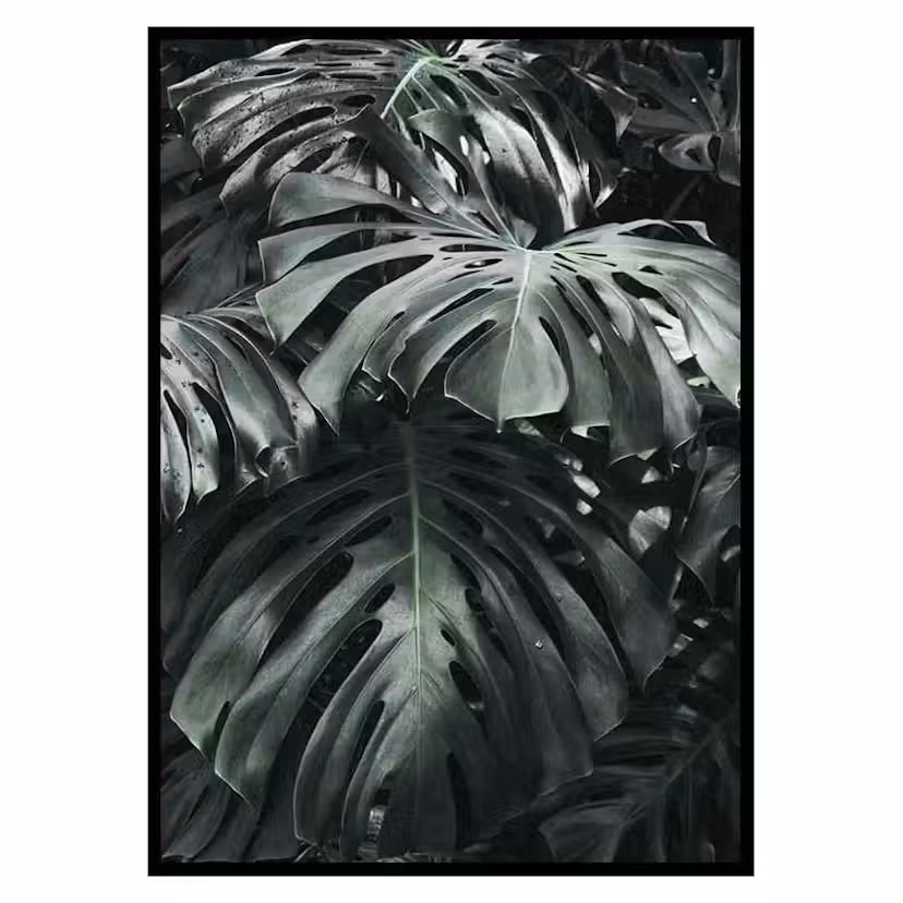 Poster Gallerix Monstera No3 Storlek: 50x70 cm