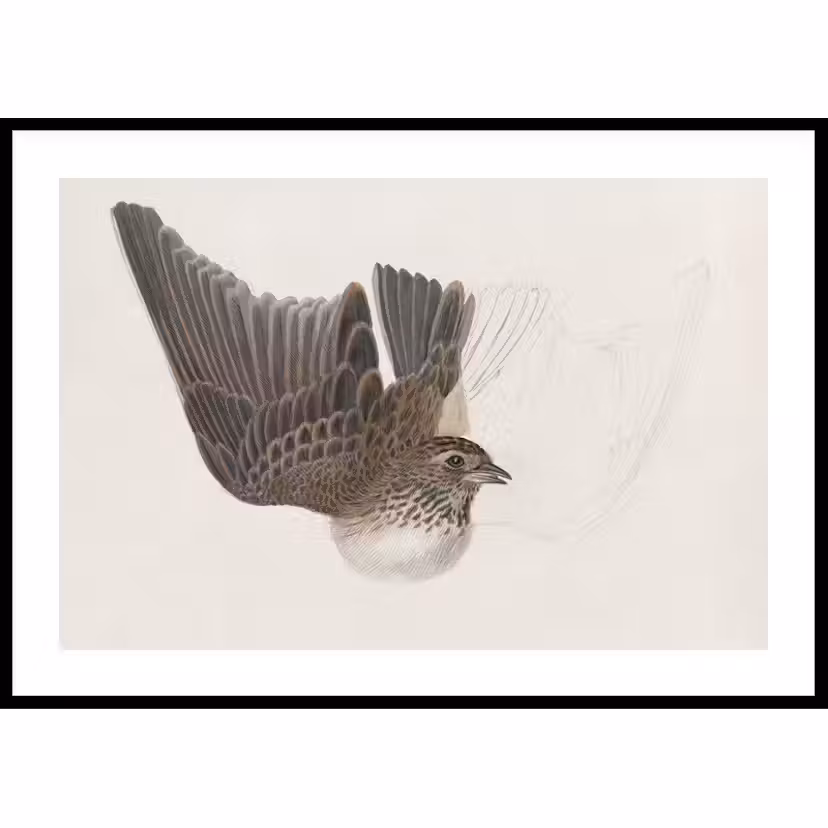 Poster Gallerix A Bird With Wings Spread By James Sowerby 70x100 cm