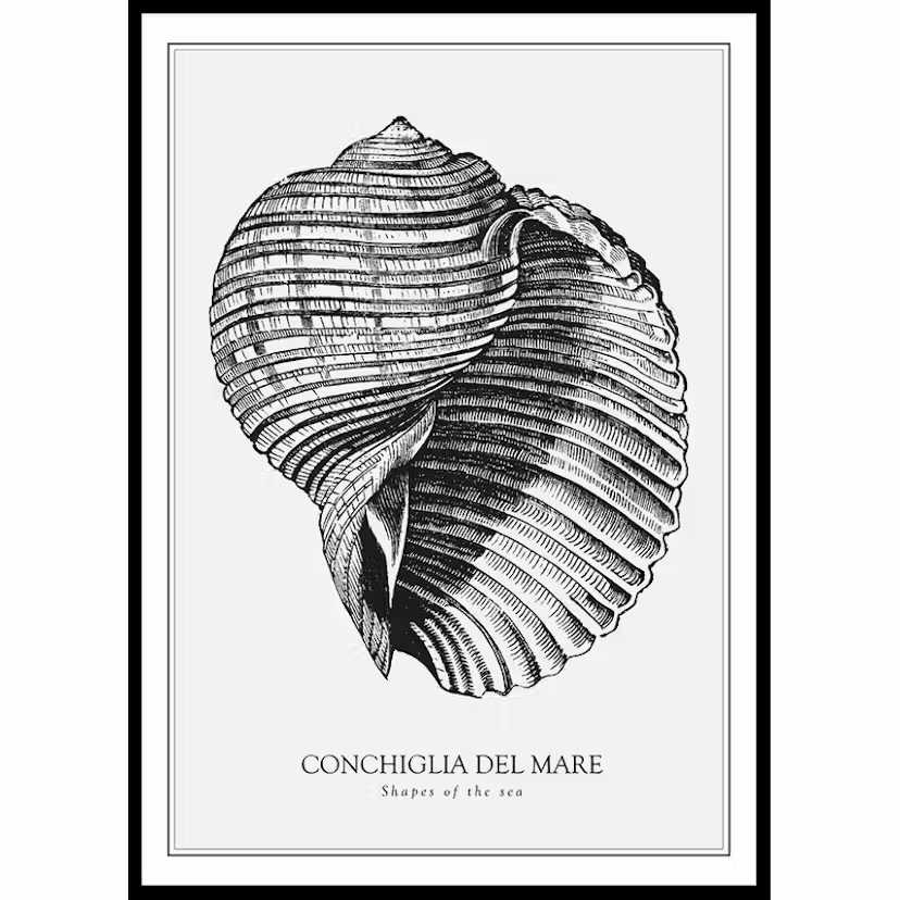 Poster Gallerix Conchiglia Del Mare 30x40 cm
